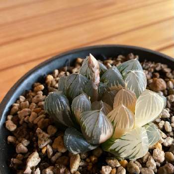 ハオルチア ブラック オブツーサ錦,花芽,植物のある暮らし,ハオルチア属,ハオルチア/トルンカータの画像