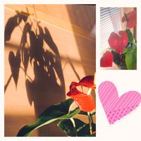 アンスリウム,アンスリウム☆,ハートの影,鉢植え,赤いお花の画像