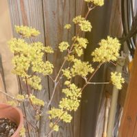 サンシュユ(山茱萸),観葉植物,雨に輝く,自然,ドラセナ・ドラコの画像