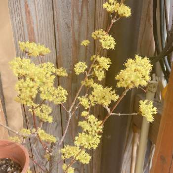 サンシュユ(山茱萸),観葉植物,雨に輝く,自然,ドラセナ・ドラコの画像
