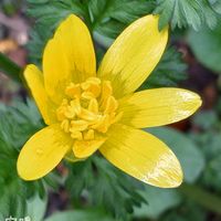 ヒメリュウキンカ,黄色の花,おうち園芸,お花を楽しむ,花のある暮らしの画像