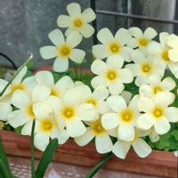  オキザリス,おうち園芸,春のお花,花のある暮らし,小さな庭の画像