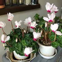 シクラメン,観葉植物,種から,綺麗なミドリ,鉢植えの画像