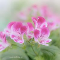 いつもありがとう♡,ナチュラルガーデン,おうち園芸,ペラルゴニウム グランパッソプラス,ミラーレス一眼の画像