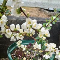 おうち園芸,春のお花,花のある暮らし,小さな庭の画像