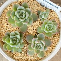 ピンククリスタル//*,多肉植物,多肉ベビー,増殖中,紅葉する多肉の画像