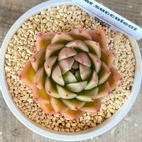 スパイシー//*,多肉植物,紅葉する多肉,lier苗,エケベリア属の画像