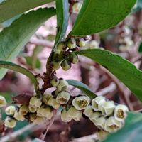 「雄花」,ヒサカキ,サカキ科ヒサカキ属,ヒサカキ属,姫榊(ヒサカキ)の画像