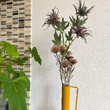 おうちde菜園,古民家再生計画,採れたて野菜,古民家の植物の四季,花のある暮らしの画像