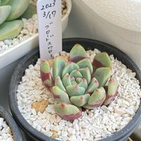 ぷっくり可愛い,多肉植物癒し,ぷりぷり多肉,趣味,いつも癒しをありがとうの画像