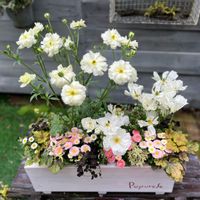 ラナンキュラスラックス グレーシス,ラナンキュラス プードル,デージータッソー　ストロベリークリーム,エリゲロン,プリンセスクローバー  ダークデビーの画像