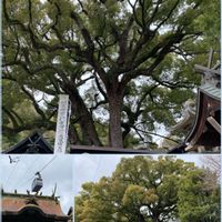クスノキ,樹木見上げ隊,尾道市,艮神社,巨木古木の木曜日の画像