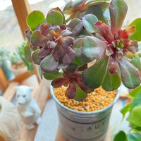 アエオニウム サラダボール,多肉植物,初心者,アエオニウム,癒しの画像