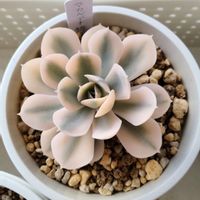 マカベアナ錦,多肉植物,観葉植物,毎日ピンクの日,ピンク❤︎ピンクの画像