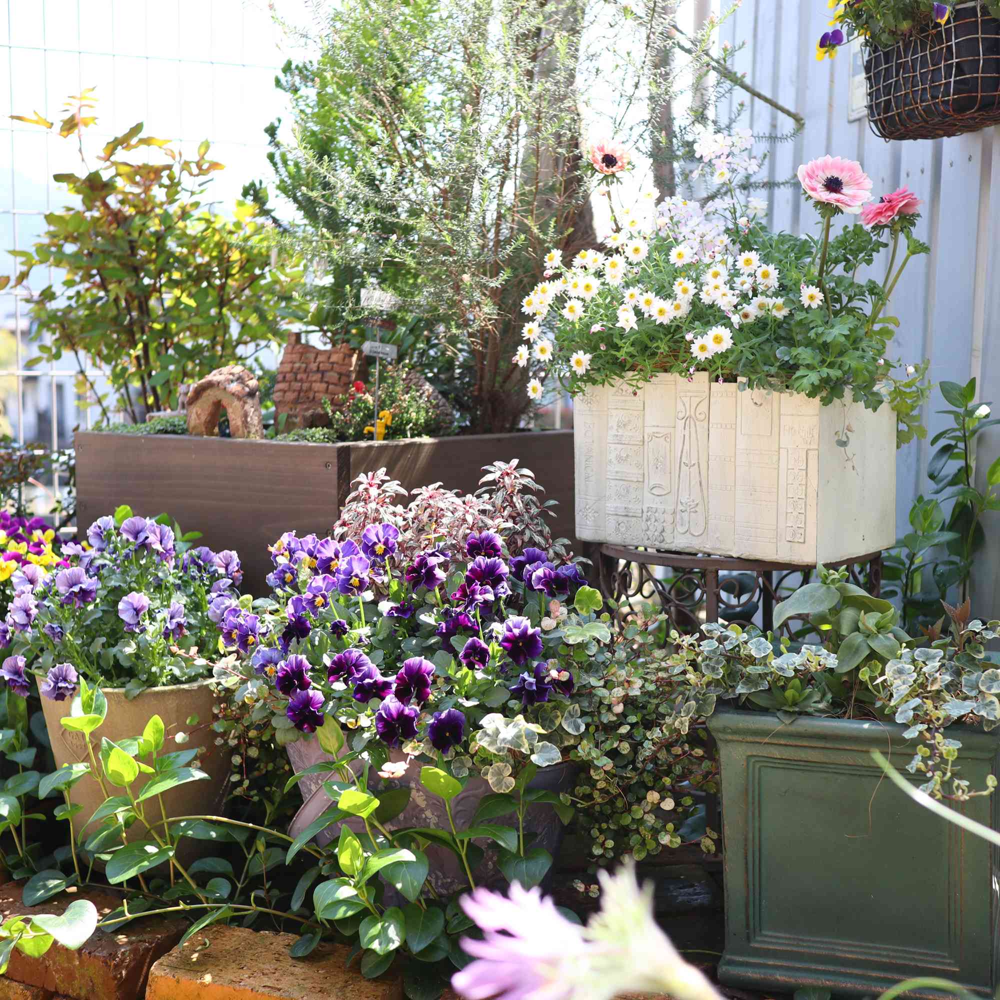 3月のお庭𖧷𐬻𐬺咲いた花たち｜🍀GreenSnap（グリーンスナップ）