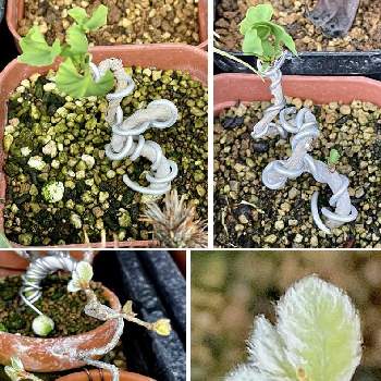 イチョウ,コナラ,針金掛け,芽吹き,ミニ盆栽の画像