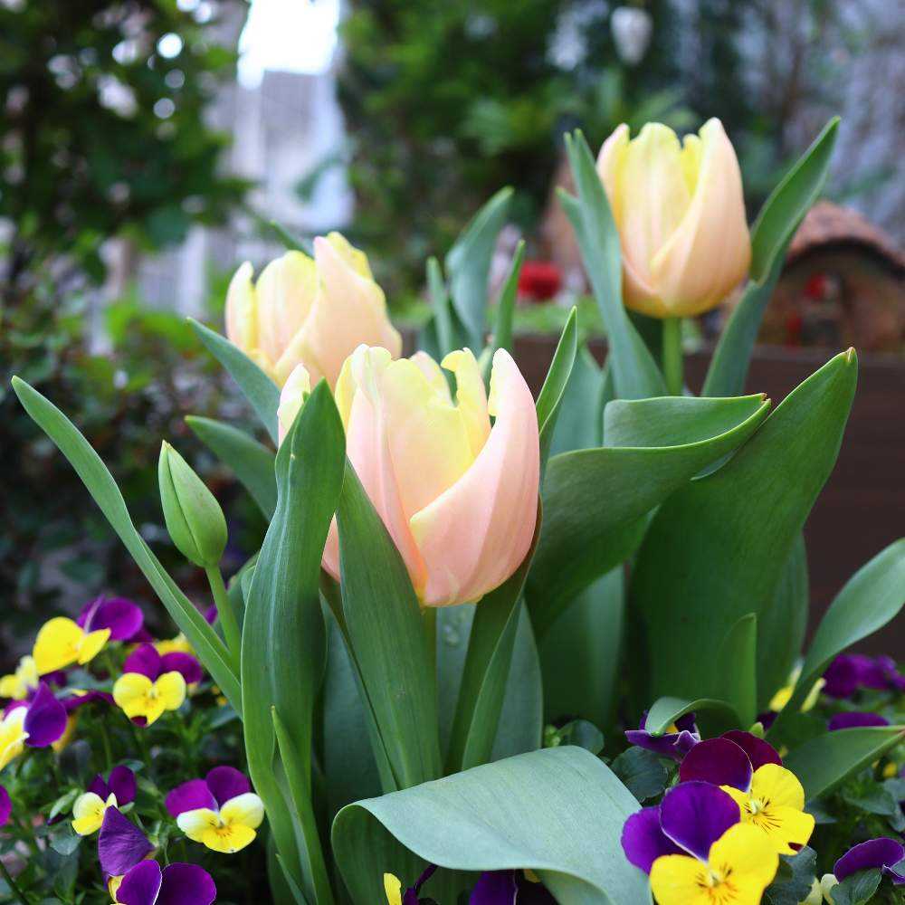 3月のお庭𖧷𐬻𐬺咲いた花たち｜🍀GreenSnap（グリーンスナップ）