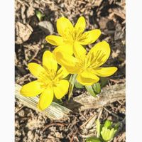 セツブンソウ,黄花セツブンソウ,花散歩,江別市,庭パトの画像