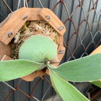 ビカクシダ・ビーチー,コウモリラン,ビカクシダ, コウモリラン ,観葉植物の画像