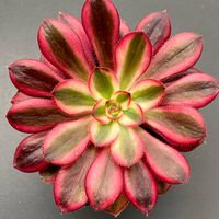 アエオニウム シャネル,アエオニウム,しょうの多肉植物,バルコニー/ベランダの画像