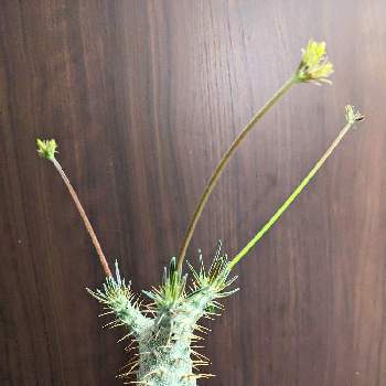 象牙宮,パキポディウム・グラキリス,多肉植物,NO GREEN  NO LIFE,お気に入り♡の画像