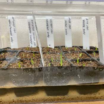 多肉植物,観葉植物,寄せ植え,#多肉#多肉植物#たにく,実生の画像