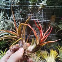 Tillandsia JoeI,インドアグリーン,エアプランツ チランジア,エアー プランツ,チランジア【エアプランツ】の画像