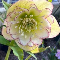 ガーデン,花のある風景,寄せ植え,花壇,公園の画像