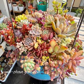 多肉植物 寄せ植え,多肉植物,たららん,寄せ植え,爪多肉の画像