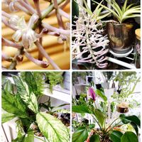 花芽,アンスリウム☆,植物のある暮らし,グリーン！グリーン！グリーン！,サンセベリアのお花の画像