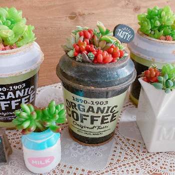 多肉植物 寄せ植え,多肉植物,たららん,寄せ植え,爪多肉の画像