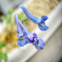 エゾエンゴサク,スマホ撮影,マクロレンズ,庭に咲く花,我が家の花達の画像