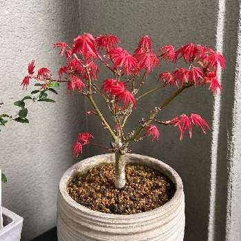 山もみじ,盆栽初心者,ミニ盆栽,もみじ紅葉,バルコニー/ベランダの画像
