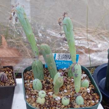 七宝樹,多肉植物,観葉植物,100均,ダイソーの画像