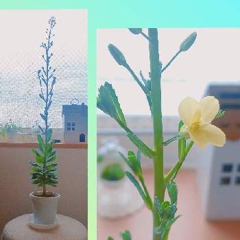 つぶやき,♯葉牡丹,つぼみ,黄色い花,ありがとうの画像