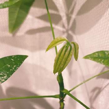 パキラ,パキラミルキーウェイ,観葉植物,植物のある暮らし,初心者の画像
