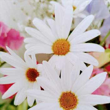 マーガレットの花,部屋の画像