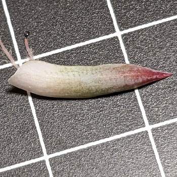 フユビジン,冬美人の画像