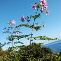 皇帝ダリアの画像
