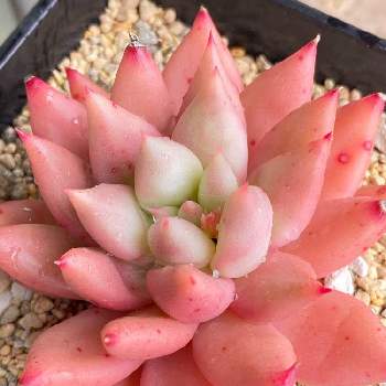 秀麗,多肉植物,ちょんぱ,ホムセン多肉,植え替えの画像