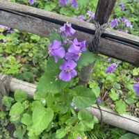 ムラサキハナナの画像