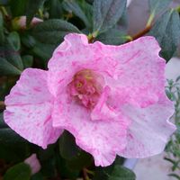アザレア,ピンクの花,おうち園芸,花に魅せられて,可愛い〜♡の画像