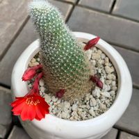 サボテン☆,サボテンの花の画像