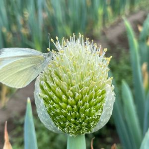 ネギ,ネギの花♡,モンシロチョウ♡,野菜の花,昆虫と植物の画像