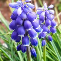 ムスカリ,スマホ撮影,♡今日のお花♡, ムスカリ,季節の花の画像