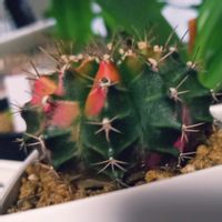 牡丹玉錦,ダイソーサボテン,100均,サボテン好き, サボテンの画像