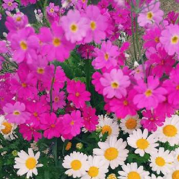 ノースポール,プリムラ マラコイデス,沢山のお花,春のお花,花咲く乙女たち♡の画像