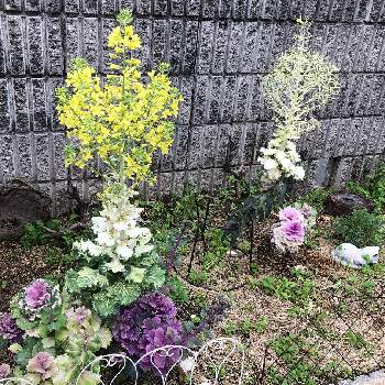 葉牡丹,ボンバー,犬のいる庭,花壇の画像