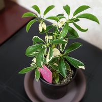 シェフレラ,窓辺の画像