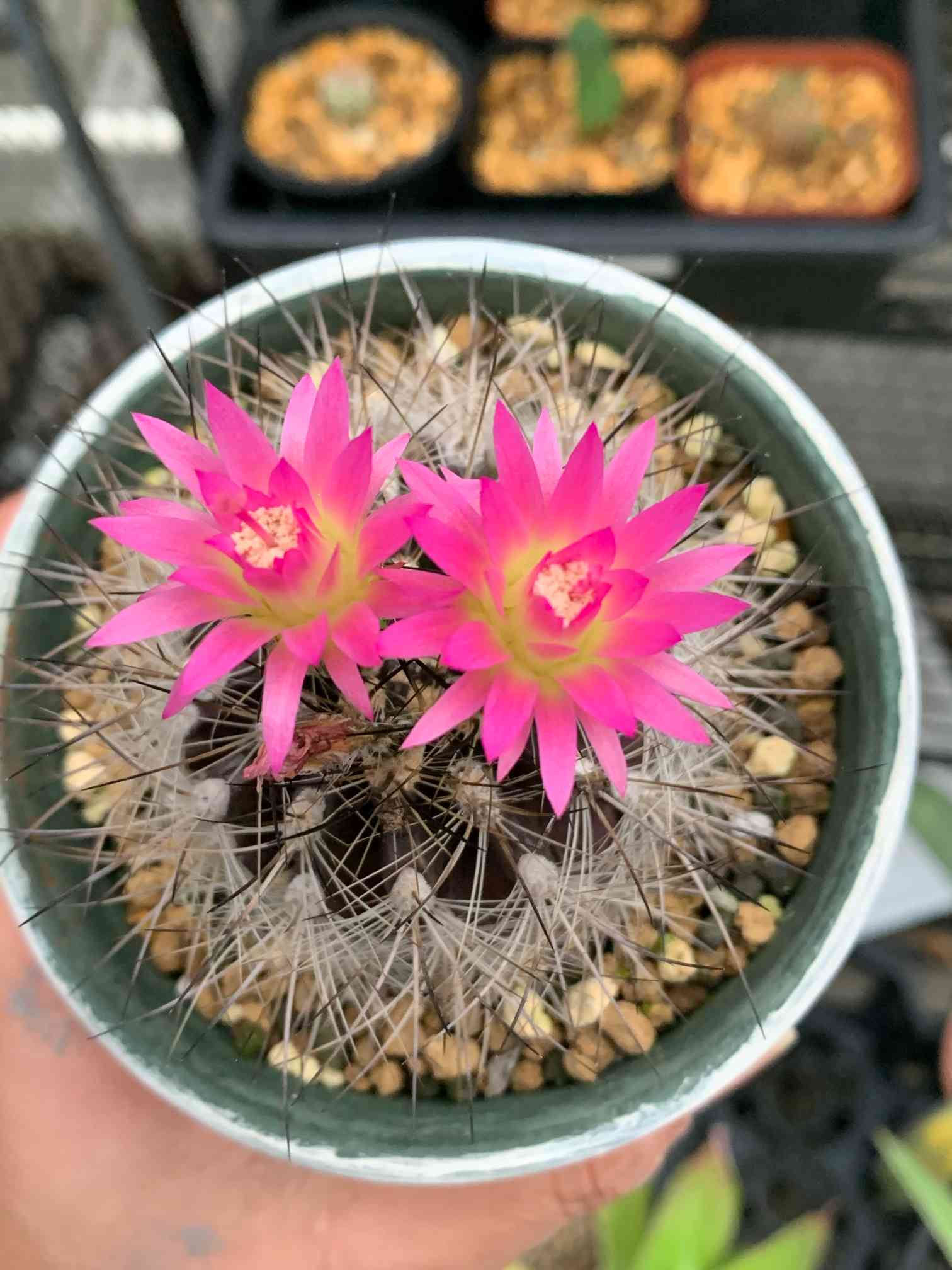 レブチア 宝山 カキコ3個♪ - 植物/観葉植物